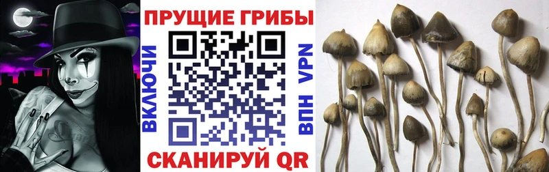 гидра маркетплейс  Эртиль  Псилоцибиновые грибы Magic Shrooms 